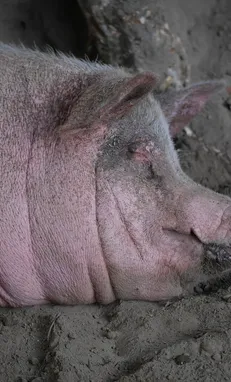 pourriez-vous rendre le cochon plus sexy ?